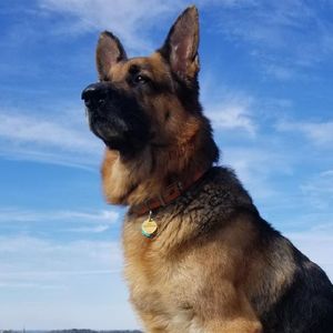 Meet your Posher, Guy